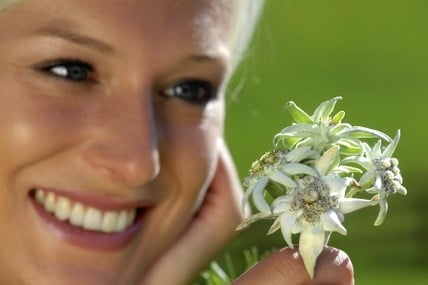 L�armonia dei fiori di montagna sul Lago di Carezza
