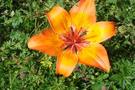The Mountain flower harmony at Carezza Lake