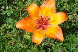 The Mountain flower harmony at Carezza Lake