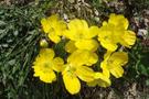 The Mountain flower harmony at Carezza Lake
