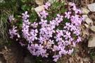 The Mountain flower harmony at Carezza Lake