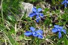 The Mountain flower harmony at Carezza Lake