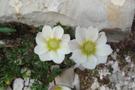 The Mountain flower harmony at Carezza Lake