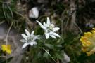 The Mountain flower harmony at Carezza Lake