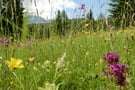 Escursione "Orchidee nelle Dolomiti"