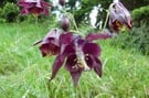 Escursione "Orchidee nelle Dolomiti"