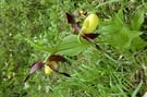 Escursione "Orchidee nelle Dolomiti"
